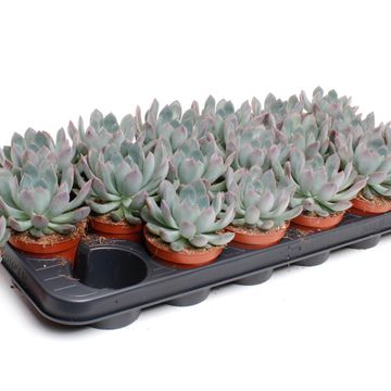 Echeveria pulidonis