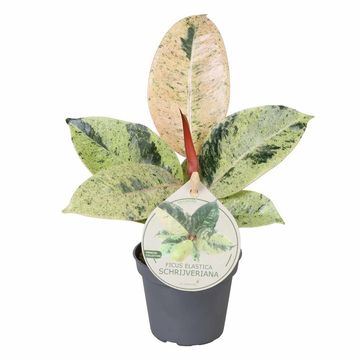 Ficus elastica 'Shivereana Moonshine'