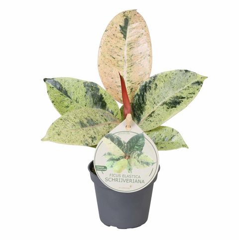 Ficus elastica 'Shivereana Moonshine'