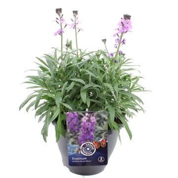 Erysimum 'Bowles' Mauve'