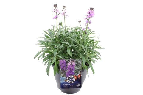 Erysimum 'Bowles' Mauve'