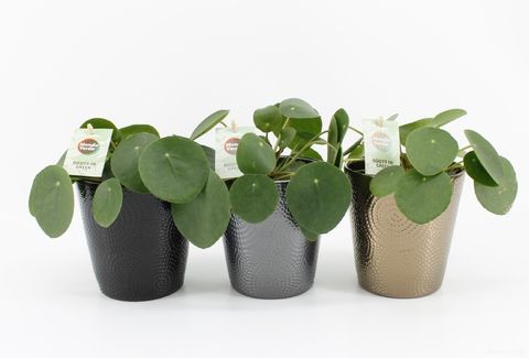 Pilea peperomioides