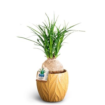 Beaucarnea recurvata