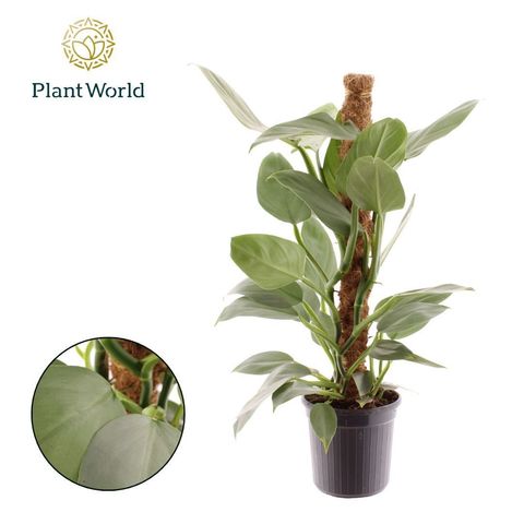 Philodendron hastatum 'Silver Sword'