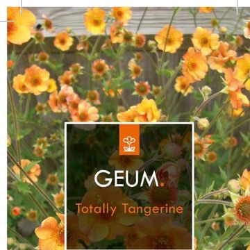 Geum 'Totally Tangerine'