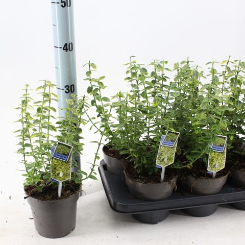 Euonymus fortunei 'Emerald 'n' Gold'