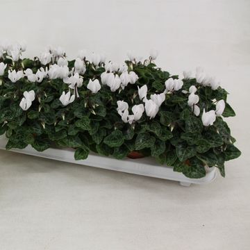 Cyclamen SUPER SERIE VERANO PURE WHITE