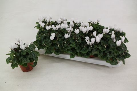 Cyclamen SUPER SERIE VERANO PURE WHITE