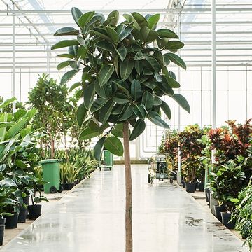 Ficus elastica 'Robusta'