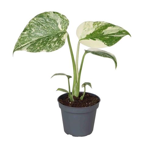 Monstera 'Creme Brûlée'