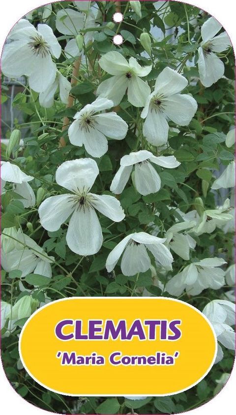 Clematis 'Maria Cornelia' (Vt)