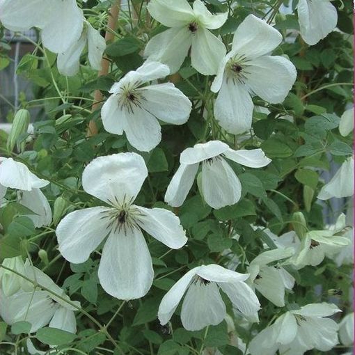 Clematis 'Maria Cornelia' (Vt)