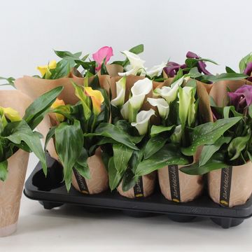 Zantedeschia MIX