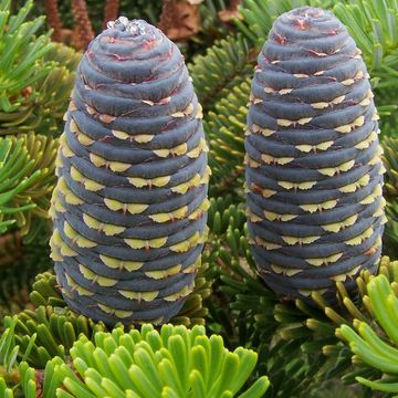 Abies koreana