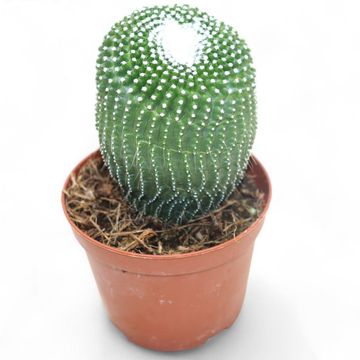 Notocactus leninghausii inermis