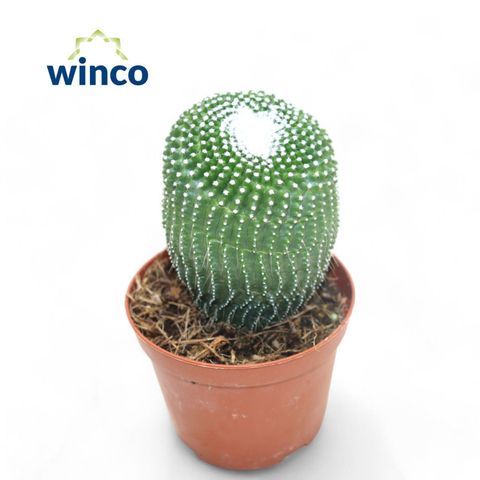 Notocactus leninghausii inermis