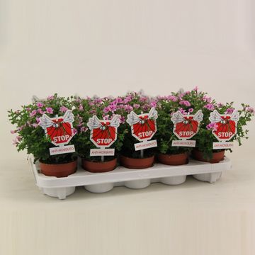 Pelargonium crispum 'Lemona'