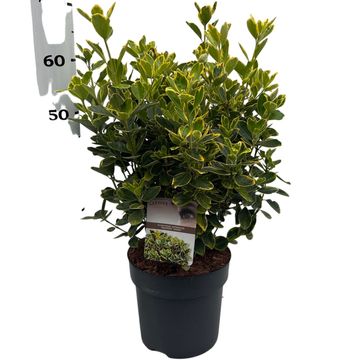 Euonymus japonicus MARIEKE
