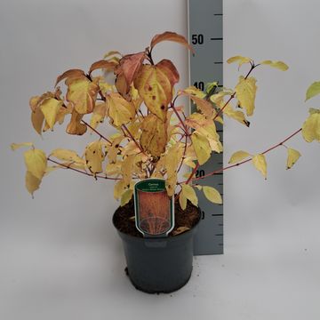 Cornus sanguinea 'Anny's Winter Orange'