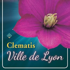 Clematis LARGE-FLOWERING MIX (Griffioen, Gebr.)