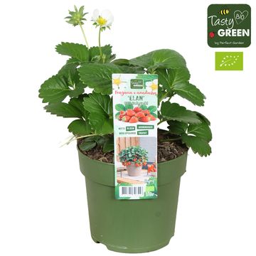 Fragaria x ananassa 'Elan'