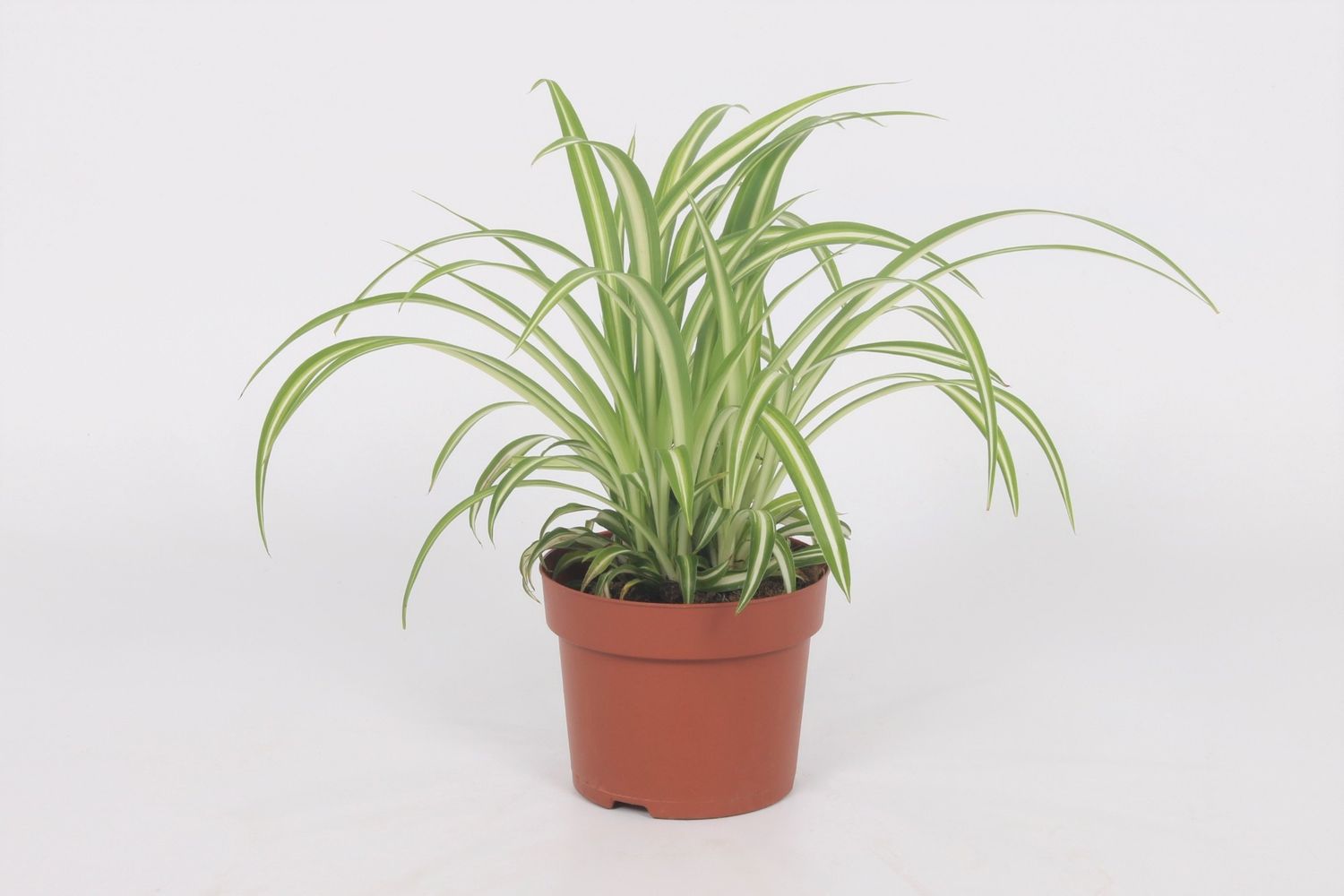 Chlorophytum comosum 'Variegatum' — Plant Wholesale FlorAccess