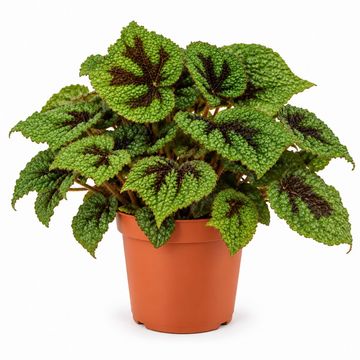 Begonia masoniana 'Iron Cross'