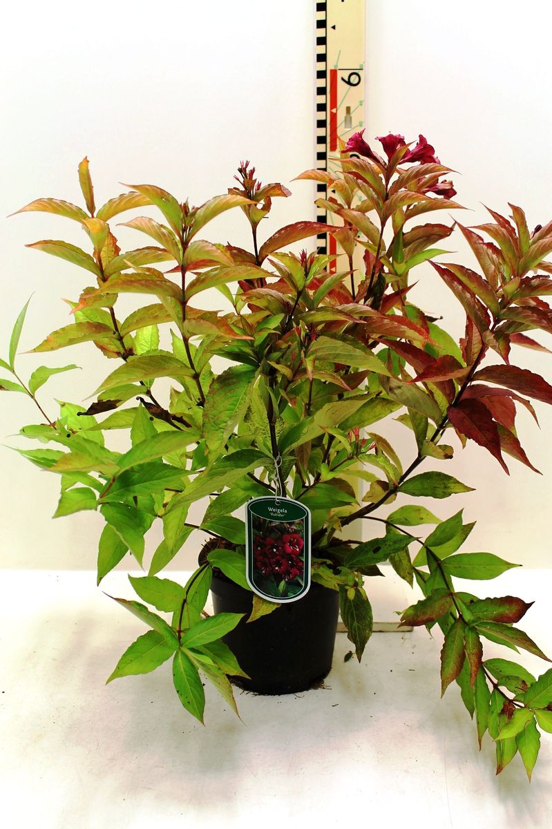 Weigela BRIANT RUBIDOR — Plant Wholesale FlorAccess