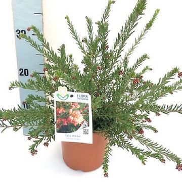 Grevillea lanigera 'Celia'