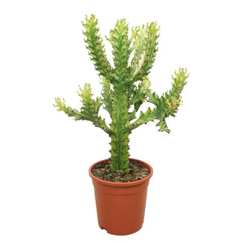 Euphorbia mayuranathanii 'Variegata'