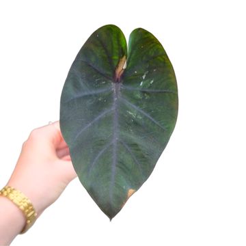 Colocasia 'Black Panther'