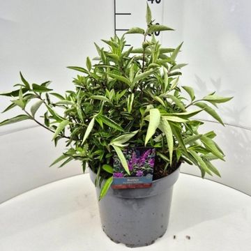 Buddleja FREE PETITE TUTTI FRUITTI