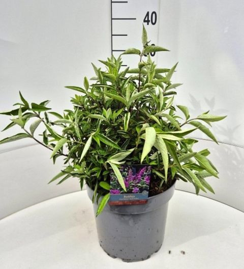Buddleja FREE PETITE TUTTI FRUITTI