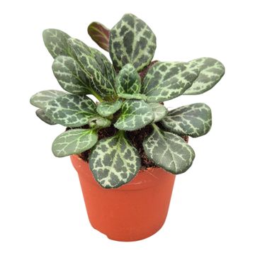 Primulina yungfuensis