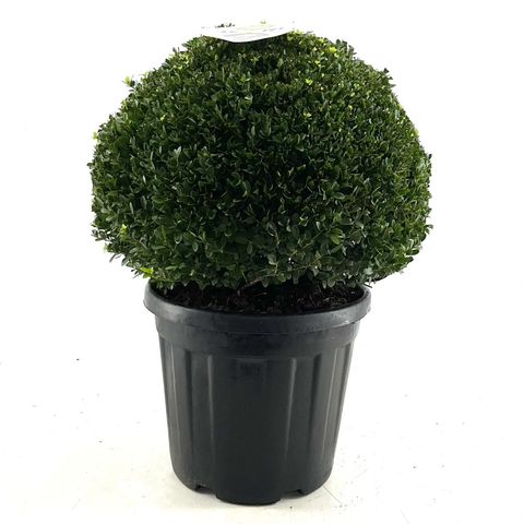 Ilex crenata DARK GREEN