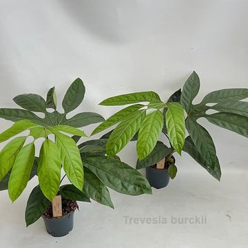 Trevesia burckii