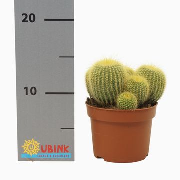 Parodia leninghausii