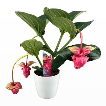 Medinilla magnifica 'Flamenco'