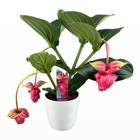 Medinilla magnifica 'Flamenco'