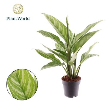 Aglaonema 'Stripes'