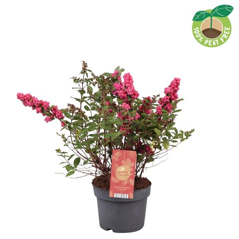 Symphoricarpos MAGICAL LILAC RED