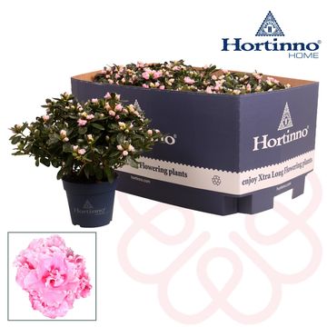 Rhododendron HORTINNO CLASSIC BICOLOR