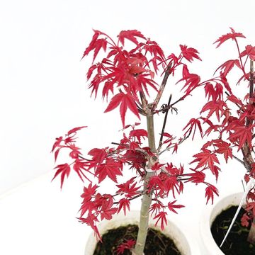 Acer palmatum 'Deshôjô'