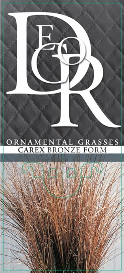 Carex comans 'Bronze Form'