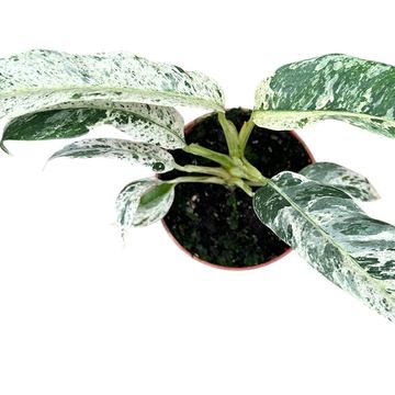 Rhaphidophora tetrasperma 'Variegata'