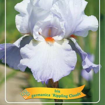 Iris 'Rippling Clouds'