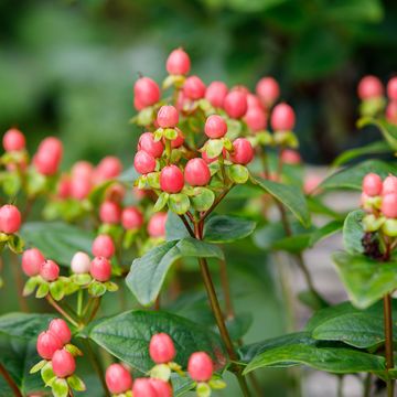 Hypericum MIRACLE BLOSSOM