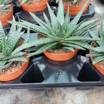 Gasteria carinata verrucosa