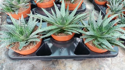 Gasteria carinata verrucosa