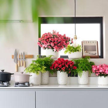 Rhododendron HORTINNO PRINCES PINKY